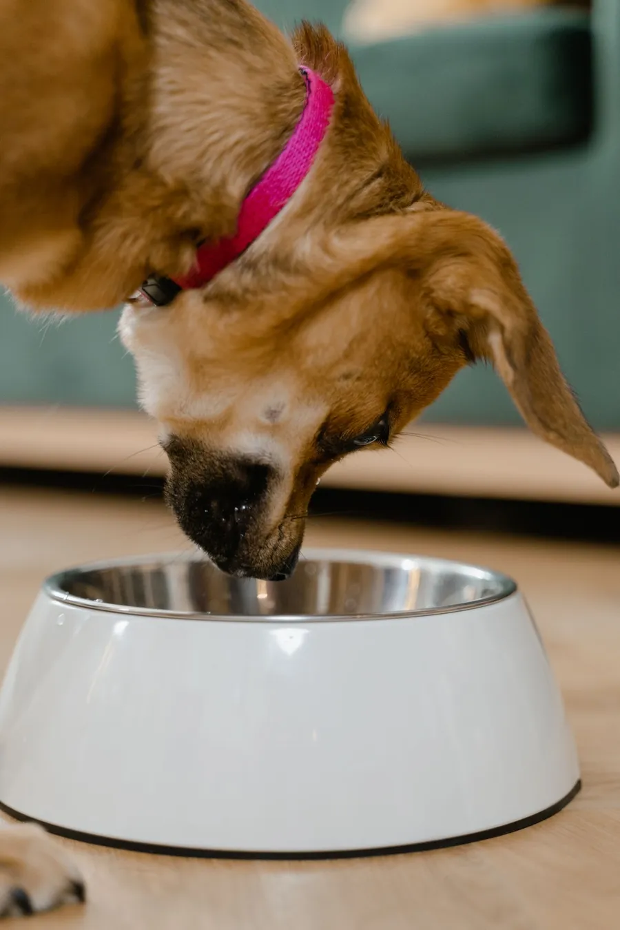 Non-Slip Slow Feeder Bowl