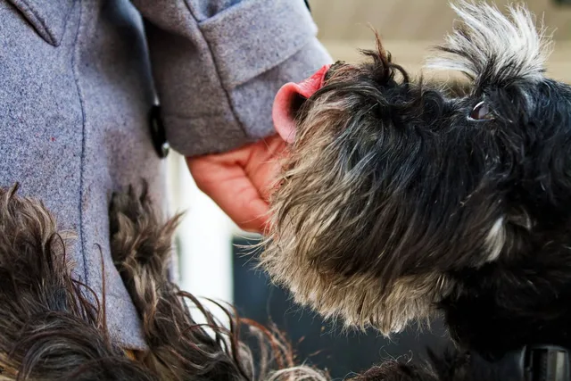 Pet Grooming Glove