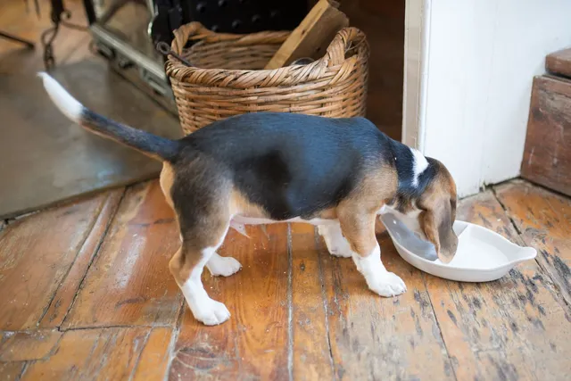 Dog Lick Mat with Suction Base