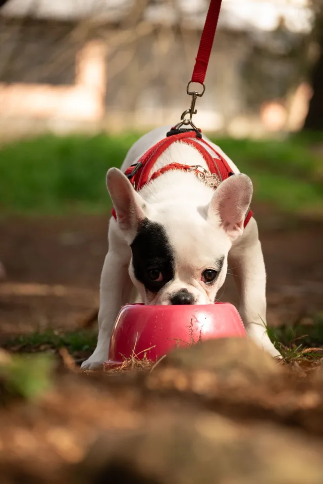 Collapsible Travel Pet Bowl